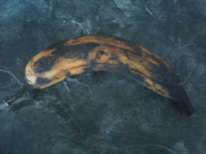 It's not a rotten banana, it's a sweet plantain!